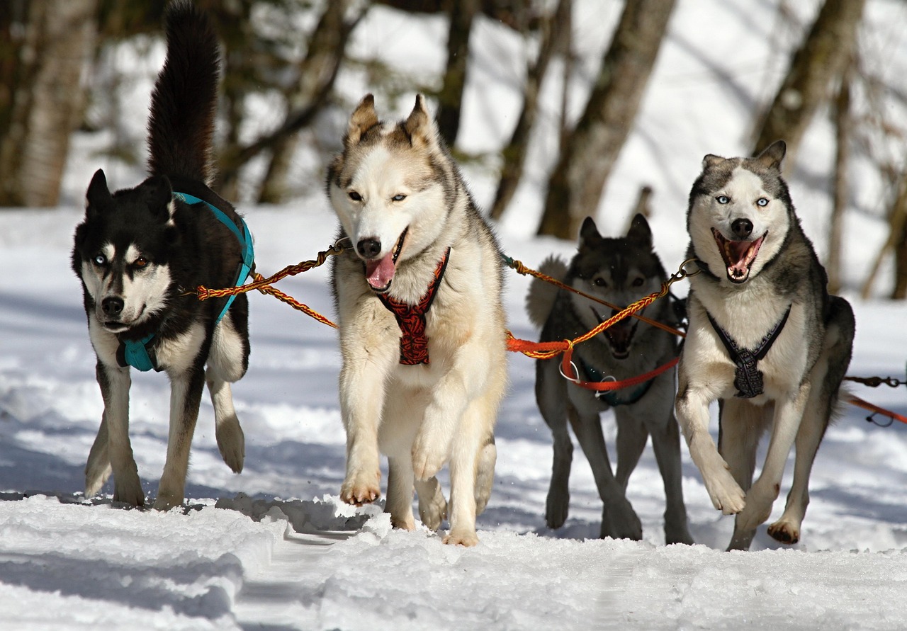 Alaskan husky i kennelen ved Storskogen Hundegård