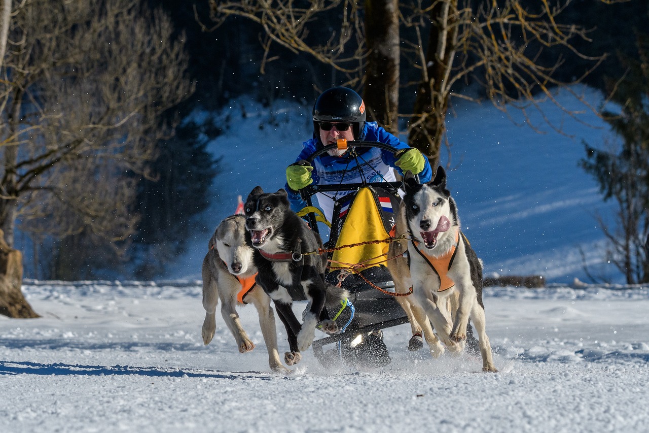 Hundespann på snødekt vidde — dagstur fra Storskogen Hundegård